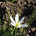 Zephyranthes candida fleur